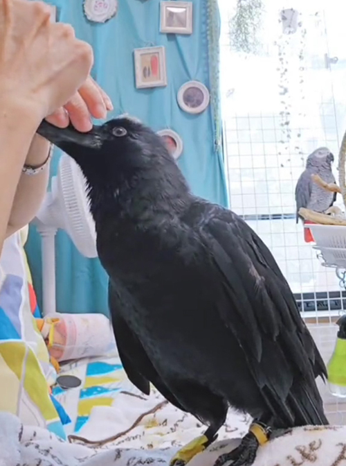 右向きグラインダー