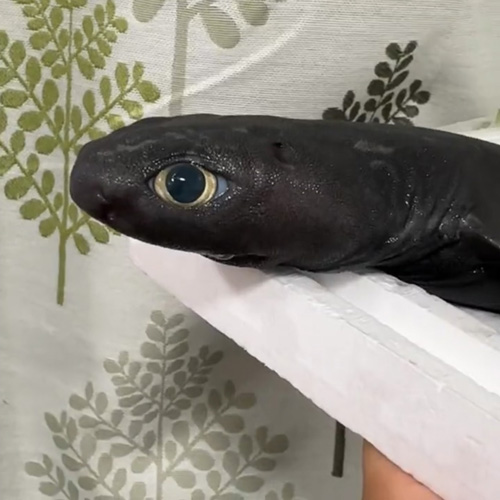 深海のサメ