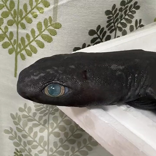 半分色が変わった眼