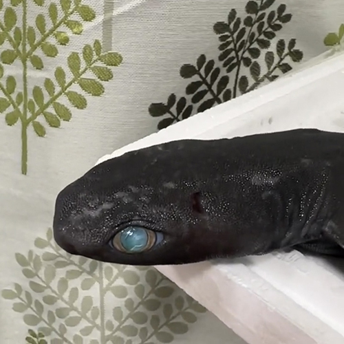 完全に色が変わった眼