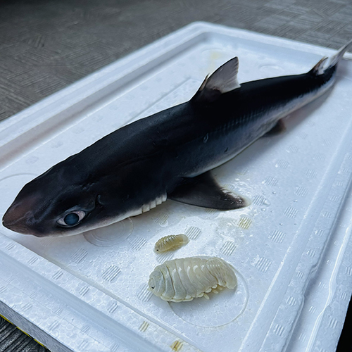 お口を開けたら