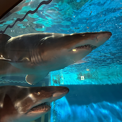 びっくりシロワニ