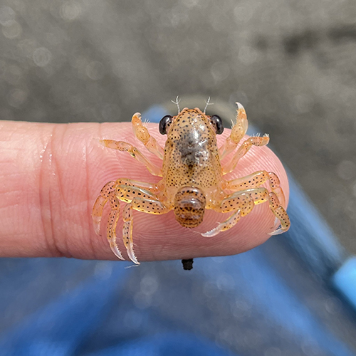 カニの赤ちゃん