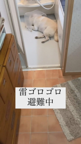 「雷ゴロゴロ避難中」