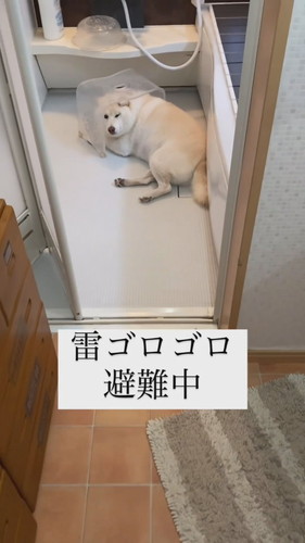 「雷ゴロゴロ避難中」