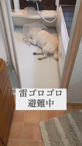 「雷ゴロゴロ避難中」