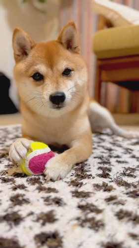 威嚇していてもかわいいまるこちゃん