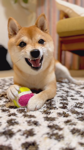 威嚇していてもかわいいまるこちゃん