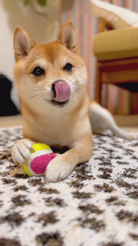 威嚇していてもかわいいまるこちゃん