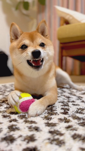 威嚇していてもかわいいまるこちゃん