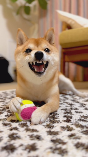 威嚇していてもかわいいまるこちゃん