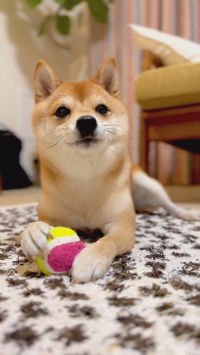 威嚇していてもかわいいまるこちゃん