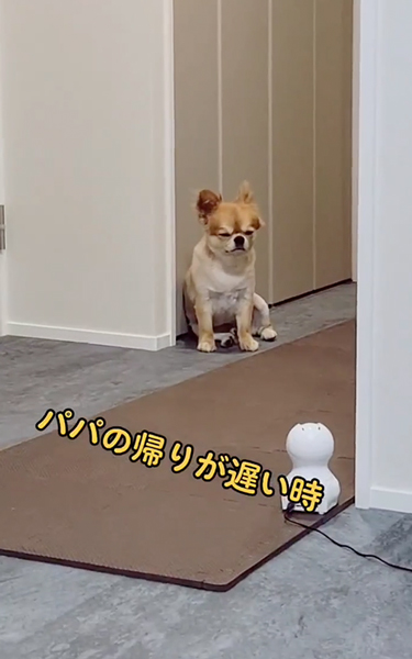 パパの帰りを待つワンコ