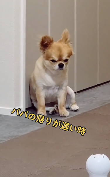 パパの帰りを待つワンコ