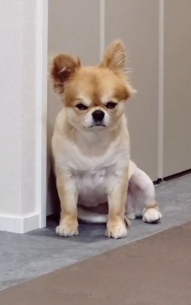 眠たいワンコアップ