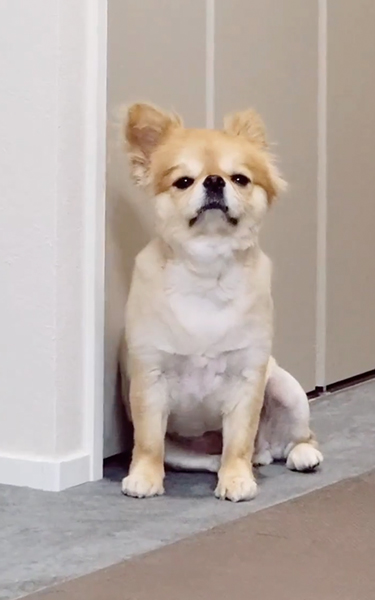 寝そうだった犬