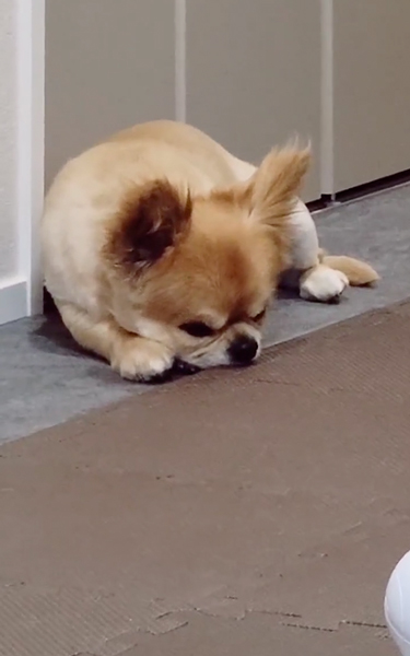 待機するワンコ