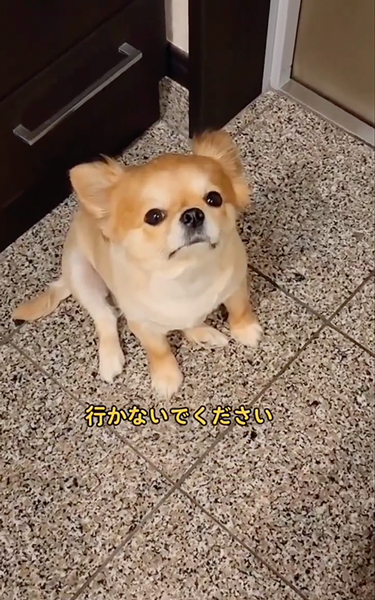 悲しそうなお見送り