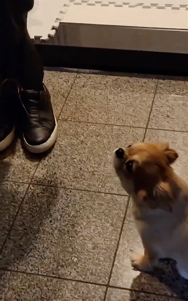 しょんぼりワンコ