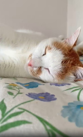 寝てる猫アップ