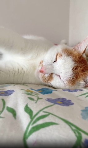 寝てる猫少し前足見える
