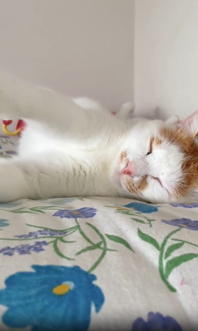 寝てる猫前足あげてる一部分