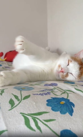 寝てる猫前足あげてる正面から
