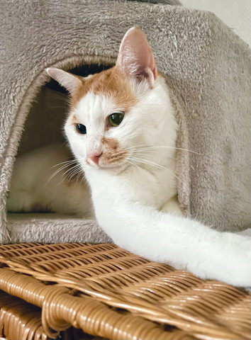 タワーにいる猫