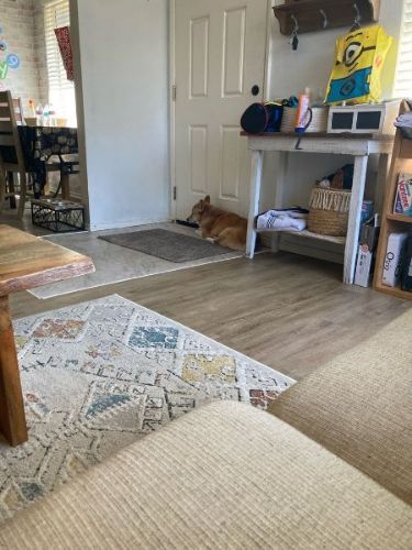 待機するコーギー