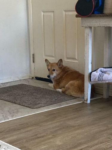 不思議そうなコーギー