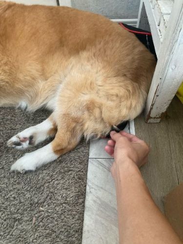 踏んでいるコーギー