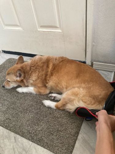 奪い返せないコーギー