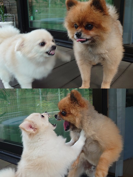 小型犬の言い争い