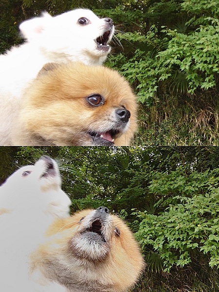 共鳴する小型犬