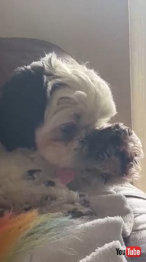 前足で鼻を覆う犬