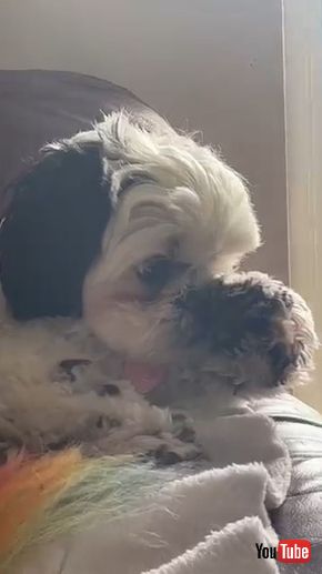 前足で鼻を覆う犬