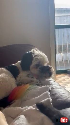 前足で鼻を覆う犬