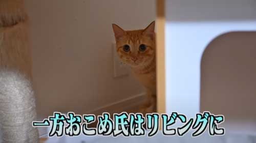 かんだ猫