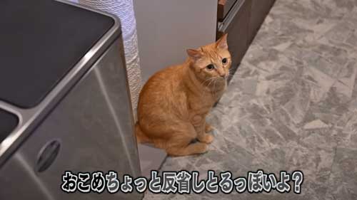 よってくる猫