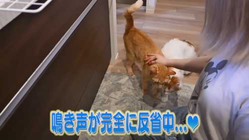 飼い主と猫
