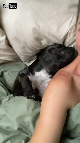 熟睡するワンコ