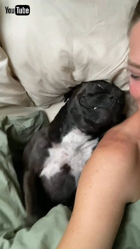 熟睡するワンコ