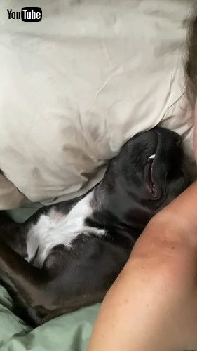 熟睡するワンコ