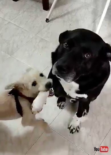 何をされても怒らない大型犬ワンコ