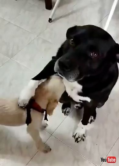 右前足を使って小型犬ワンコを落ち着かせる大型犬ワンコ