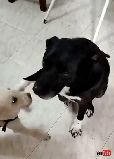 悟りを開いたような表情の大型犬ワンコ