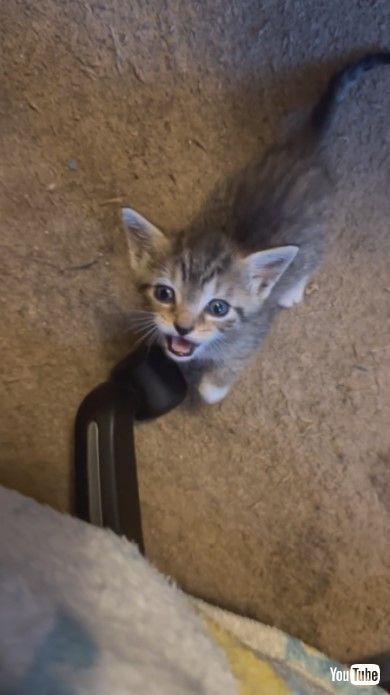 飼い主さんの膝に乗りたい子猫