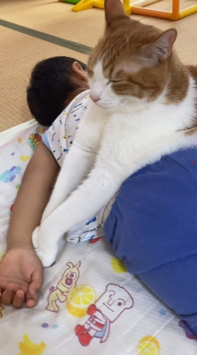 多いかぶさる猫