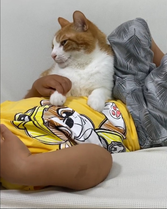 くつろぐ猫