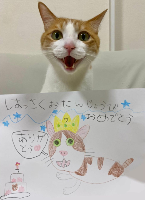 7歳になった猫